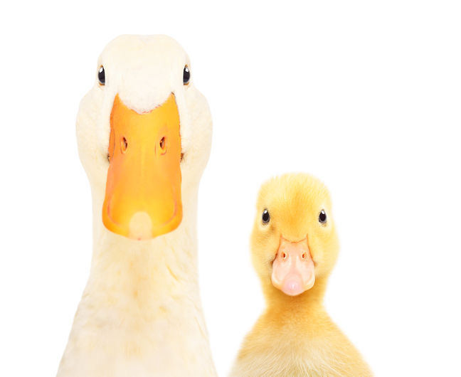 Fur and Feather Association